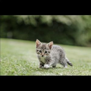 Meet your Posher, Mia